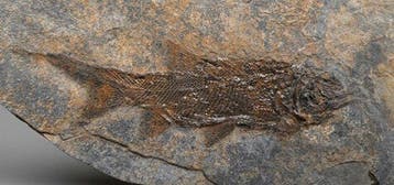 Fossiele straalvinnige vissen - Gefossiliseerd dier -