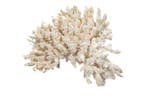 Knopkoraal op plexiglas-sokkel Taxidermie wandmontage -, Collections