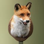 Vos Taxidermie Opgezette Dieren By Max, Verzamelen, Ophalen of Verzenden, Nieuw, Wild dier, Opgezet dier