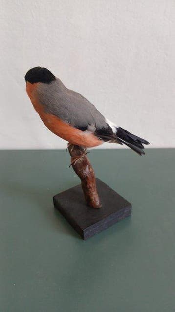 Ciuffolotto Support de corps entier pour taxidermie -, Nieuw