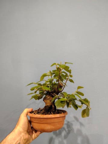 bonsai van een perzikboom - Hoogte (boom): 25 cm - Diepte