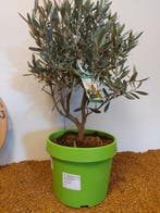 Olijf bonsai (Olea europaea) - Hoogte (boom): 43 cm - Diepte