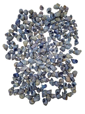 Umachi Schelpen Blauw 250 gram