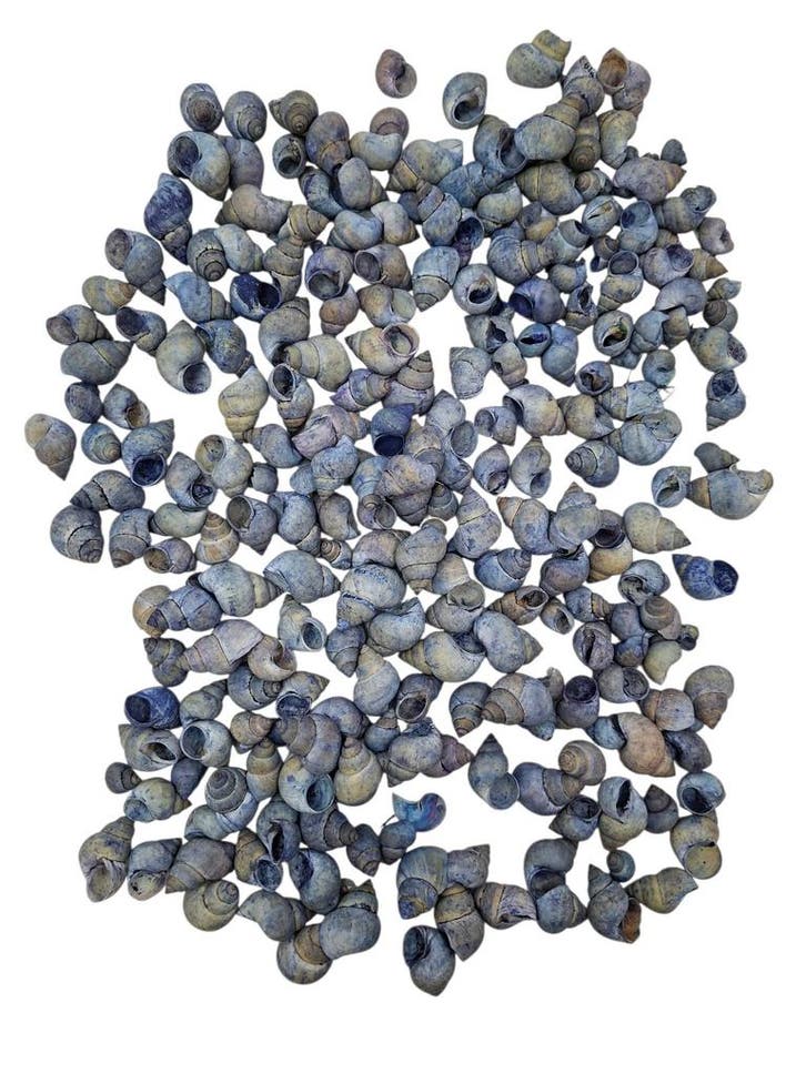 Umachi Schelpen Blauw 250 gram, Hobby & Loisirs créatifs, Bricolage