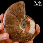 - Gefossiliseerde schelp - Ammoniet - Rode opaal Cleoniceras