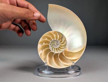Nautile à chambres sectionnées - Coquillage marin - Nautilus