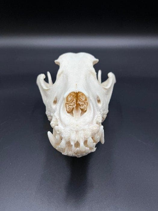 Hond Schedel - Dalmatiër - 0 cm - 0 cm - 0 cm - (1), Verzamelen, Dierenverzamelingen