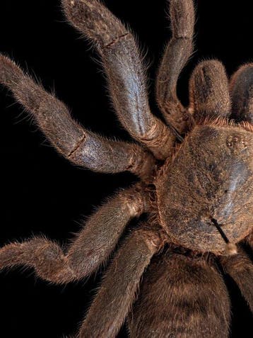 Spin Taxidermie volledige montage - Haplopelma lividum - 15