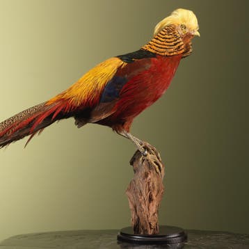 Goudfazant Taxidermie Opgezette Dieren By Max, Ophalen of Verzenden, Nieuw, Vogel, Opgezet dier