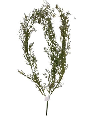Bamboehanger Vertakt 85 cm per stuk, Nieuw