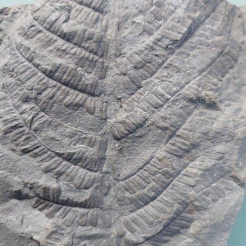 Varen - Gefossiliseerde plant - Pecopteris Baumfarn - 240 mm