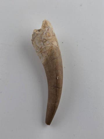 Plésiosaure - Dent fossile - Fossil Tooth of Plesiosaur - 5