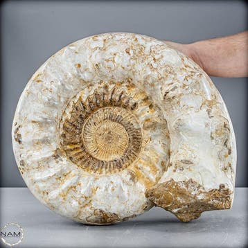 Euaspidoceras perarmatum – Indrukwekkende fossiele ammoniet
