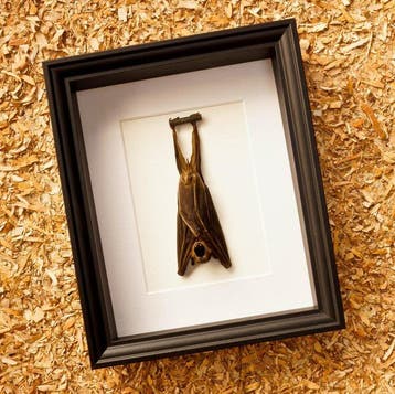 Chauve-souris Support de corps entier pour taxidermie -, Nieuw