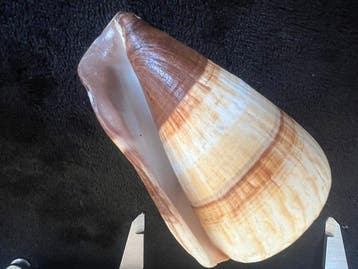 Gastropode Zeeschelp - Rare Conus (Rhizoconus) miles ‘Freak’, Antiek en Kunst