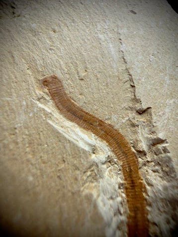 Prachtige Cambrian-wormenplaat – Uitzonderlijk exemplaar –