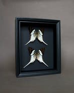Vlinder Taxidermie volledige montage - Graphium androcles -, Verzamelen, Dierenverzamelingen, Nieuw