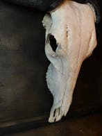 Gnoe Schedel - Connochaetes taurinus - 54 cm - 54 cm - 1 cm-, Antiek en Kunst