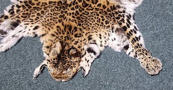 Luipaard Taxidermie volledige montage - Panthera pardus, Verzamelen, Nieuw