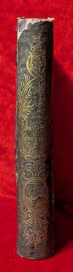 [HERBARIUM] Frederick Hanham - Natural Illustrations of The