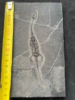 Reptile marin - Animal fossilisé - Keichousaurus s - 18.5 cm