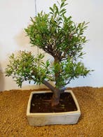 syzygium - Hoogte (boom): 40 cm - Diepte (boom): 31 cm -