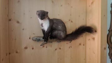 Nerts Taxidermie volledige montage - Steinmarder - 20 cm -, Nieuw