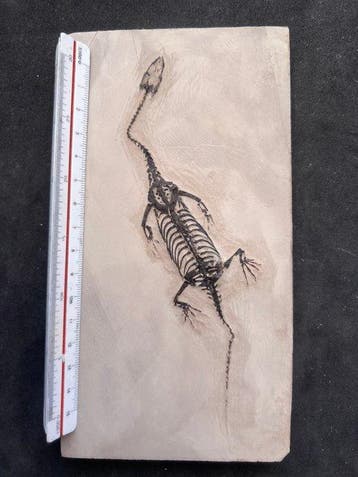 Reptile marin - Animal fossilisé - Fossile de Keichousaurus