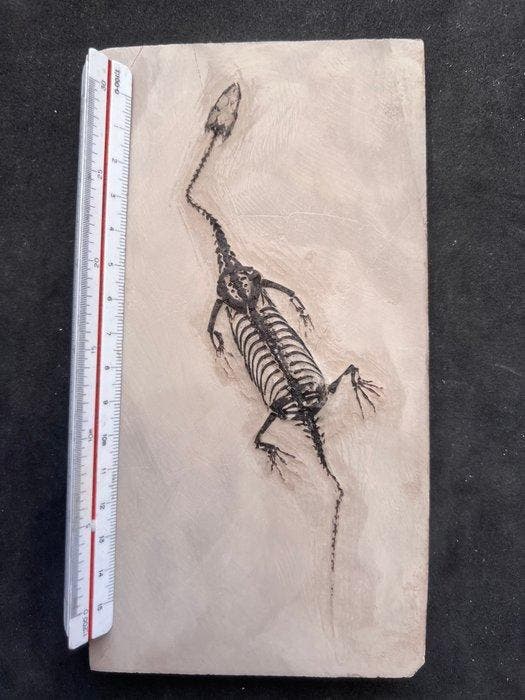 Reptile marin - Animal fossilisé - Fossile de Keichousaurus, Verzamelen, Mineralen en Fossielen