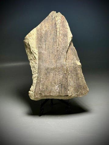 Uitzonderlijk Calamites-stamfossiel - Gefossiliseerde plant