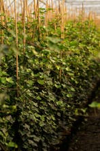 Klimop - Klimop Hedera hibernica - 60 t/m 200cm, Tuin en Terras, Ophalen of Verzenden