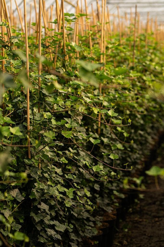 Klimop - Klimop Hedera hibernica - 60 t/m 200cm, Tuin en Terras, Planten | Struiken en Hagen, Ophalen of Verzenden