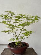 Japanese maple bonsai (Acer palmatum) - Hauteur (arbre) : 40