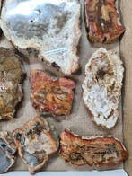 Big Lot HQ dalles de bois pétrifié, 14,3–5,7 cm Tranche-