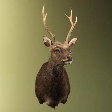 Sikahert Taxidermie Opgezette Dieren By Max, Verzamelen, Dierenverzamelingen, Ophalen of Verzenden, Nieuw, Wild dier, Opgezet dier