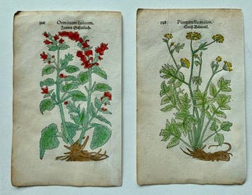 Leonhart Fuchs - Primi de stirpium historia commentariorum
