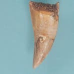 Dinosaurus - Fossiele tand - Carcharodontosaurus sp. - 40 mm