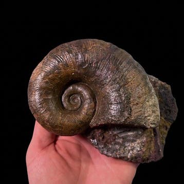 Ammoniet - Gefossiliseerde schelp - Lytoceras cornucopia -, Verzamelen, Mineralen en Fossielen