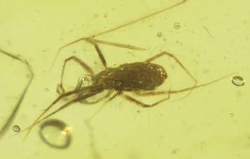 Ambre de Birmanie - Ambre - Burmese Amber (Myanmar) with