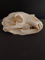 Zwarte beer Schedel - Ursus americanus - 14 cm - 17 cm - 26, Nieuw