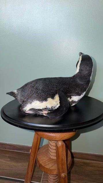 Pingouin Support de corps entier pour taxidermie -, Verzamelen, Nieuw
