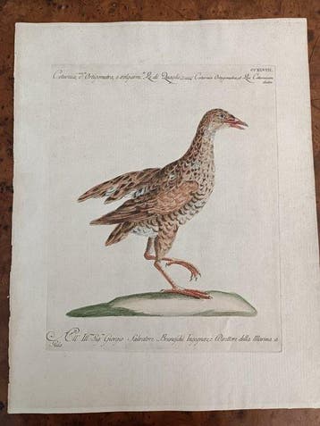 Saverio Manetti (XVIII) - Coturnice