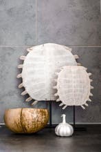 PAS DE PRIX DE RÉSERVE - Époustouflante carapace de tortue à