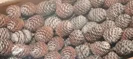 Leucadendron Murri Denneappel op draad zak ca. 100 stuks, Nieuw