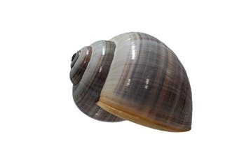 Grote Florida-appelslak (Pomacea paludosa) | Zeldzaam