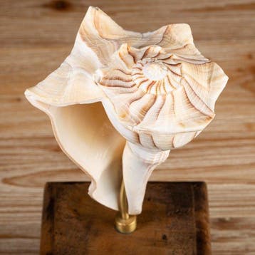 Lightning Whelk - Houten maatwerk-pedestal - Zeeschelp -