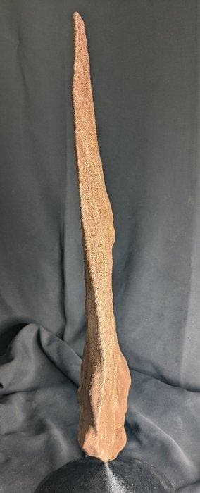 Fossiel skelet - Dorsal Plate of Stegosaurus stenops-