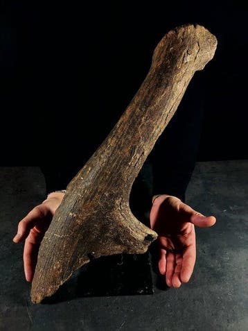 Podium van een fossiel hert - Fossiel fragment - megaloceros, Collections