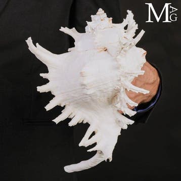 Indrukwekkende extra-grote Ramose Murex-schelp met tere,