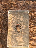 Collection thématique - Collection of insects in transparent